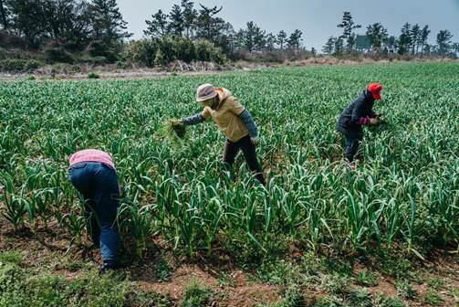 A few people working in a field  Description automatically generated with low confidence